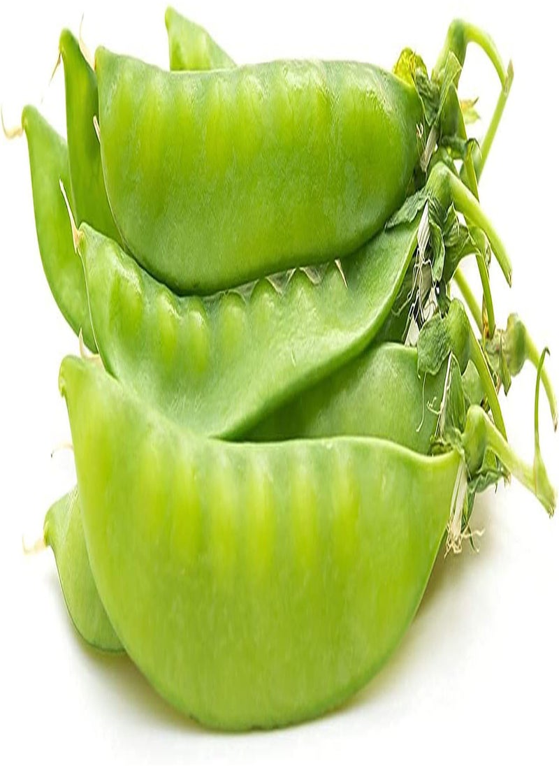GGOOT Pea Snow Dwarf Sugar Grey () 100pcsSeed for Planting, Edible PODDED Pea, Dwarf Grey Sugar, Chinese Pea Pod, Non-GMO, Heirloom Vegetable & Microgreens, Asian Chinese Sugar Snap Pod  - Image 2