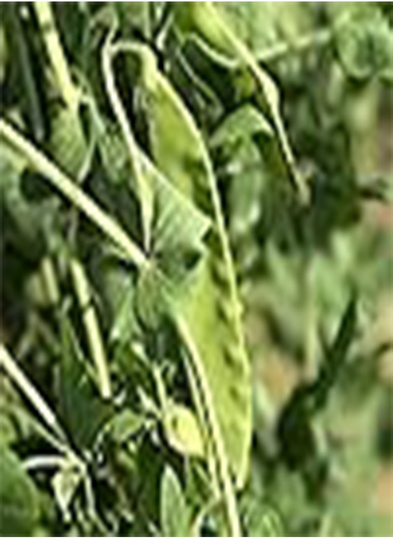 GGOOT Pea Snow Dwarf Sugar Grey () 100pcsSeed for Planting, Edible PODDED Pea, Dwarf Grey Sugar, Chinese Pea Pod, Non-GMO, Heirloom Vegetable & Microgreens, Asian Chinese Sugar Snap Pod  - Image 4