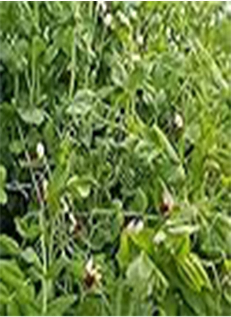 GGOOT Pea Snow Dwarf Sugar Grey () 100pcsSeed for Planting, Edible PODDED Pea, Dwarf Grey Sugar, Chinese Pea Pod, Non-GMO, Heirloom Vegetable & Microgreens, Asian Chinese Sugar Snap Pod  - Image 3