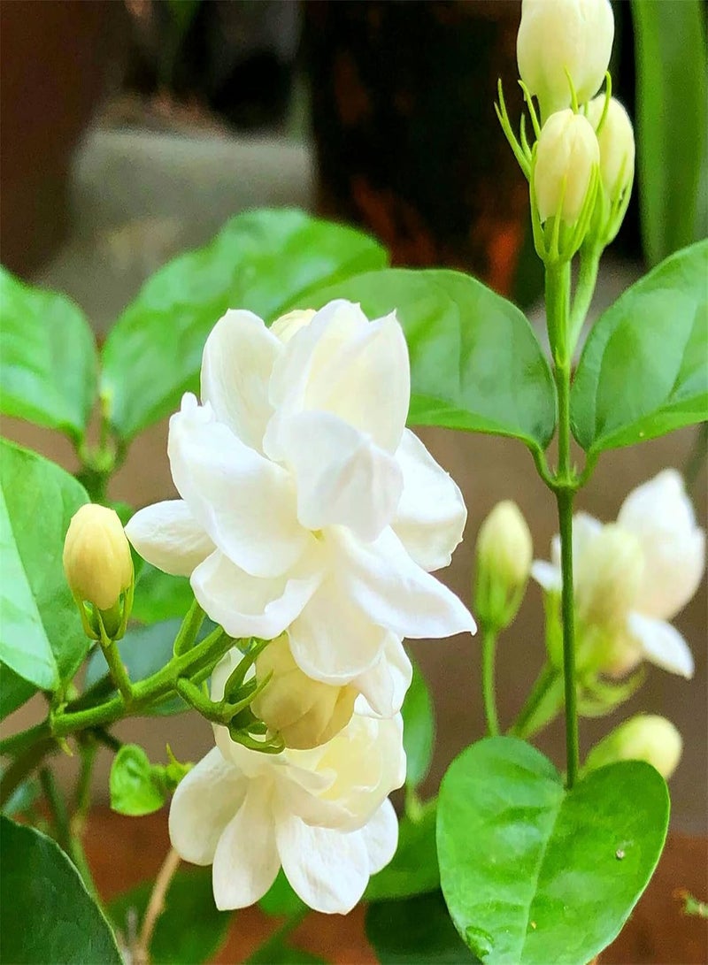 GGOOT Rare Growing Jasmine Seeds Shade Tolerant Perennial Flowers Wild Flowers Bulk Seeds Perennial-200 pcs - Image 1
