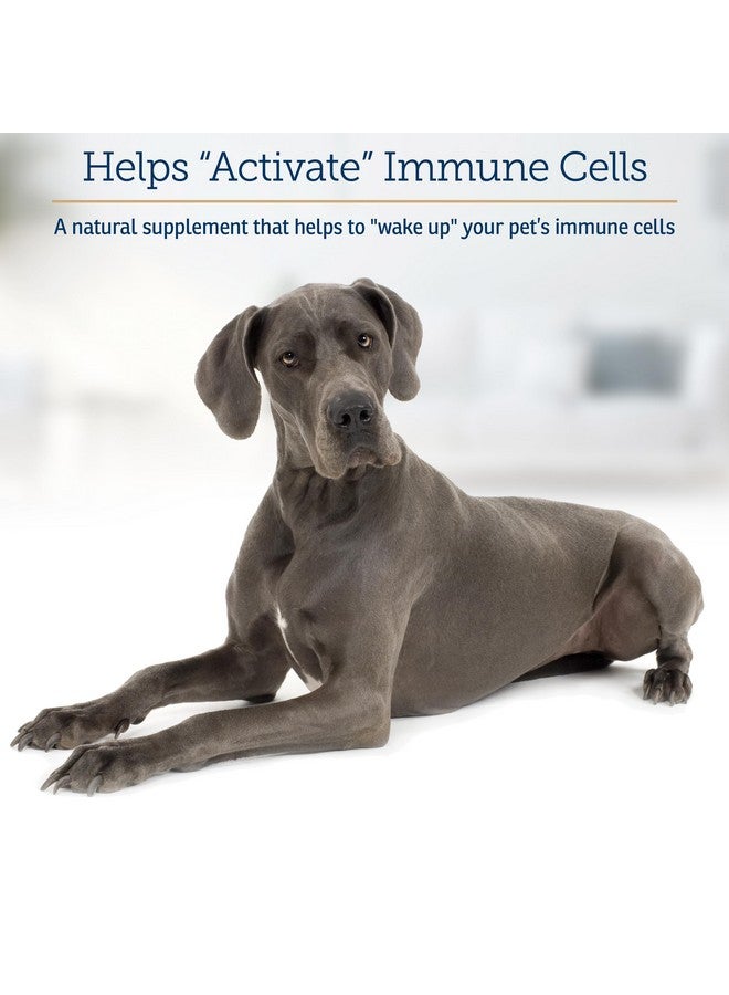 ركس فيتامينز فيتامينات Rx GlucaMune Forte - مكمل غذائي لدعم مناعة الكلاب والقطط مع بيتا جلوكان - فيتامينات يومية للكلاب والقطط للقطط المنزلية - 60 قرصًا - Image 3