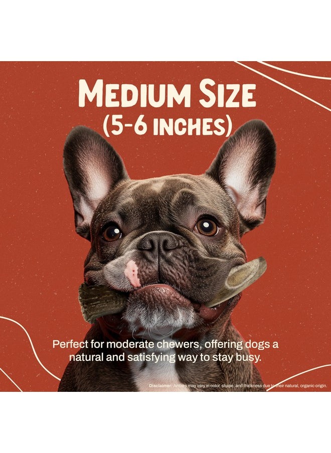 Heartland Antlers Heartland Deer Antlers for Dogs - Grade A, Naturally Shed Antlers | Dog Bones for Aggressive Chewers & Teething Puppies | Chew Toy for All Breeds | USA Made & Veteran Owned (Medium: 5-6", 2-Pack)  - Image 3