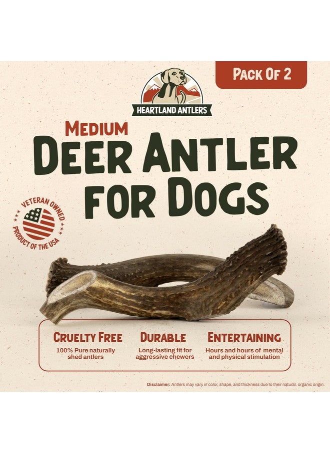 Heartland Antlers Heartland Deer Antlers for Dogs - Grade A, Naturally Shed Antlers | Dog Bones for Aggressive Chewers & Teething Puppies | Chew Toy for All Breeds | USA Made & Veteran Owned (Medium: 5-6", 2-Pack)  - Image 2