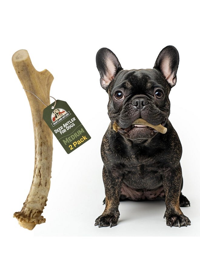 Heartland Antlers Heartland Deer Antlers for Dogs - Grade A, Naturally Shed Antlers | Dog Bones for Aggressive Chewers & Teething Puppies | Chew Toy for All Breeds | USA Made & Veteran Owned (Medium: 5-6", 2-Pack)  - Image 1