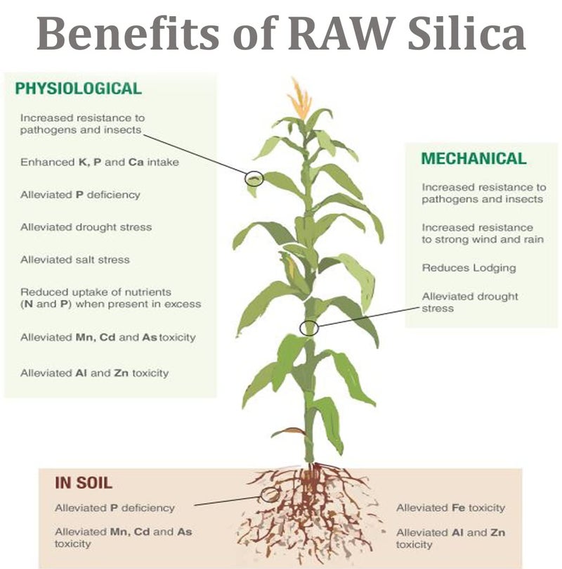 RAW Silica 8 oz - Image 4