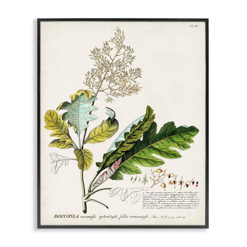 Stupell Industries Botanical Plant Illustration Leaves Vintage Design Black Framed Wall Art MultiColor 16x20 fap211_fr_16x20