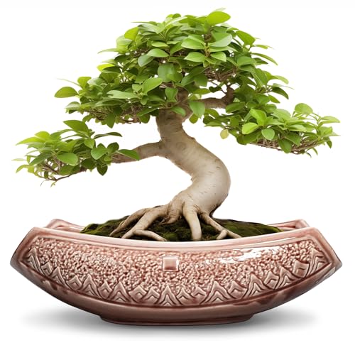 Teagas Large Bonsai Pots - 18 Inch Ceramic Succulent Pots with Drainage Hole, Bonsai Planter for Indoor Outdoor Plants, Ceramic Flower Pot, Decorative Plant Pot, Home Decor, Birthday Gifts, Red-Brown - Image 1