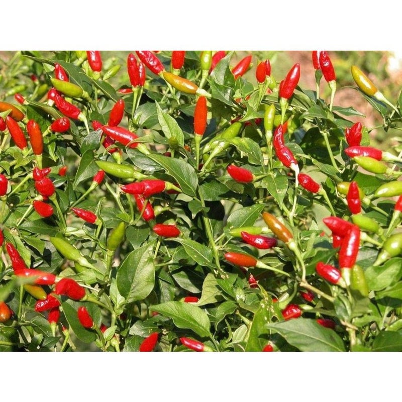 بذور فلفل فايركراكر (هجين هندي) الحار - محصول وفير من الفلفل الحار الطويل والرفيع (25 بذرة) - Image 3