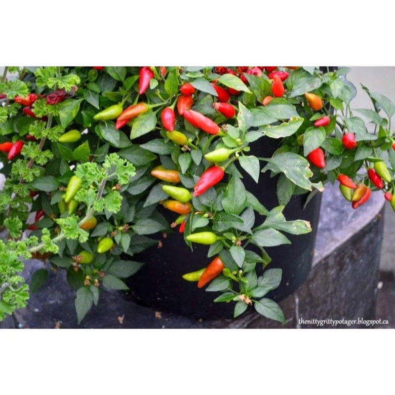 بذور فلفل فايركراكر (هجين هندي) الحار - محصول وفير من الفلفل الحار الطويل والرفيع (25 بذرة) - Image 4