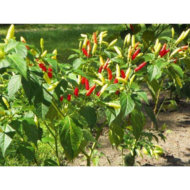 بذور فلفل فايركراكر (هجين هندي) الحار - محصول وفير من الفلفل الحار الطويل والرفيع (25 بذرة) - Image 2