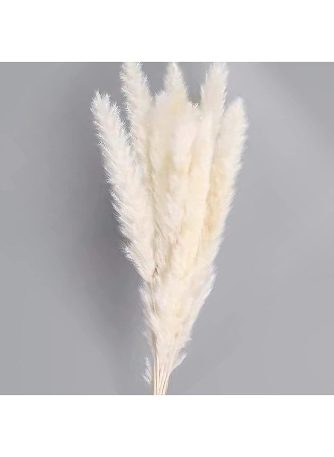 Generic Fancy Natural Dried Original Pampas Grass -Tall Extra Fluffy- Faux Artificial Dried  - Image 2