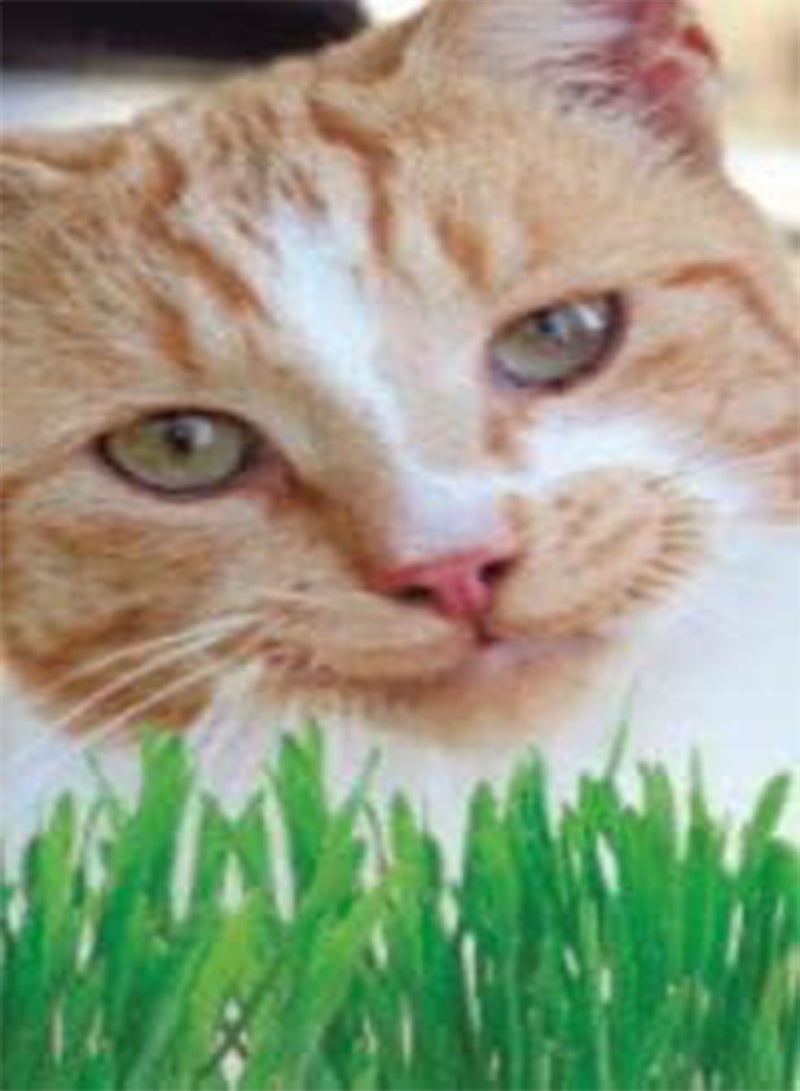 GGOOT 60 Seeds of Cat Grass, Simply Garden Flower Seeds Grow Your Own Colourful Flowers