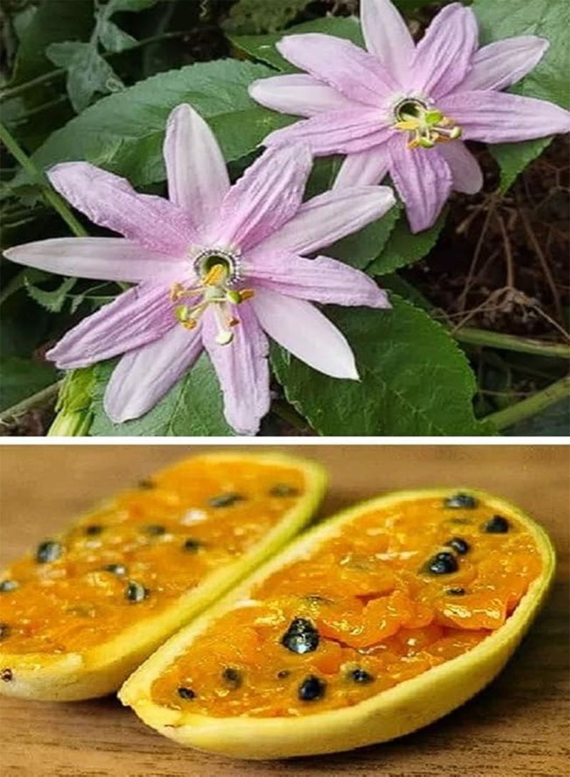 جي جوت فاكهة الباشن فروت الصالحة للأكل (Passiflora Mollissima) - 10 بذور، شحن في نفس اليوم - Image 1