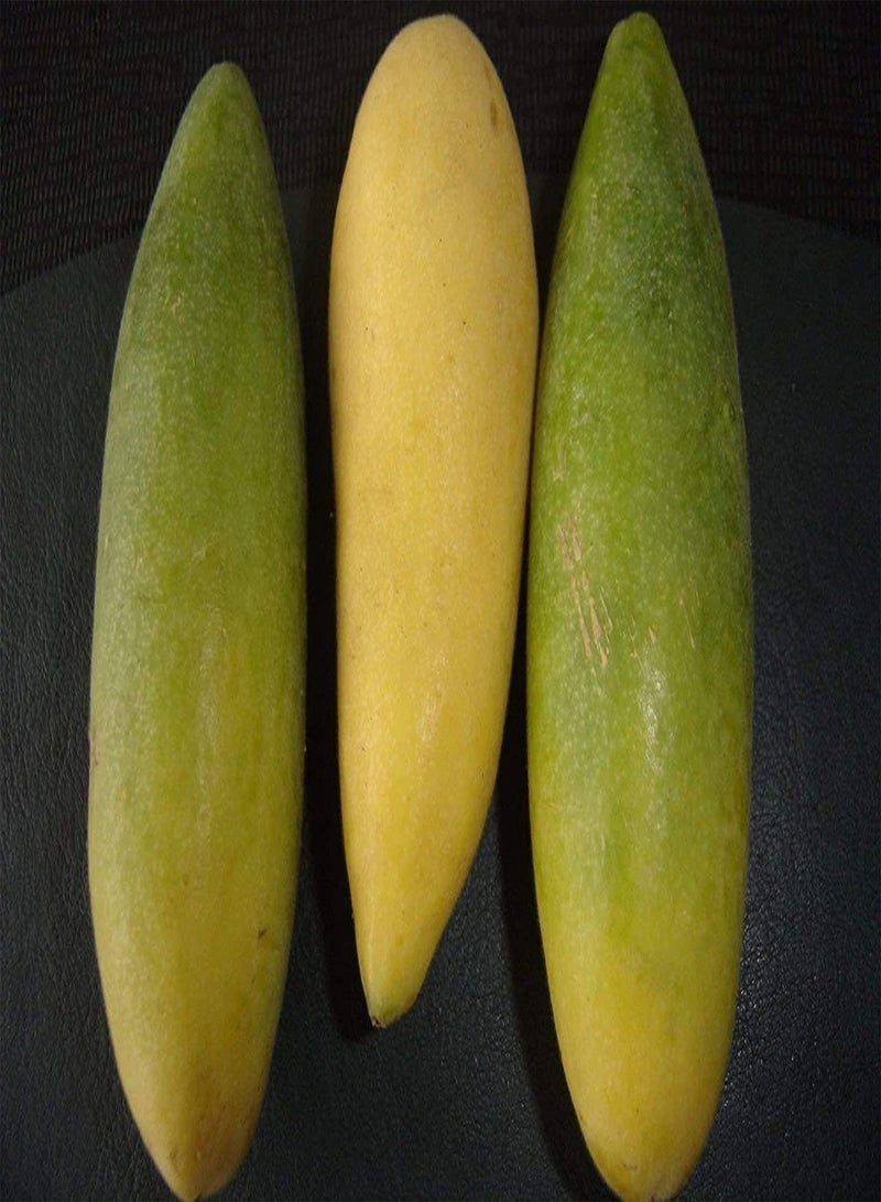 جي جوت فاكهة الباشن فروت الصالحة للأكل (Passiflora Mollissima) - 10 بذور، شحن في نفس اليوم - Image 2