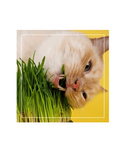 Fito Semilla Fito Grass for Cat Seeds  - Image 1