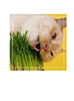 Fito Semilla Fito Grass for Cat Seeds  - Image 3