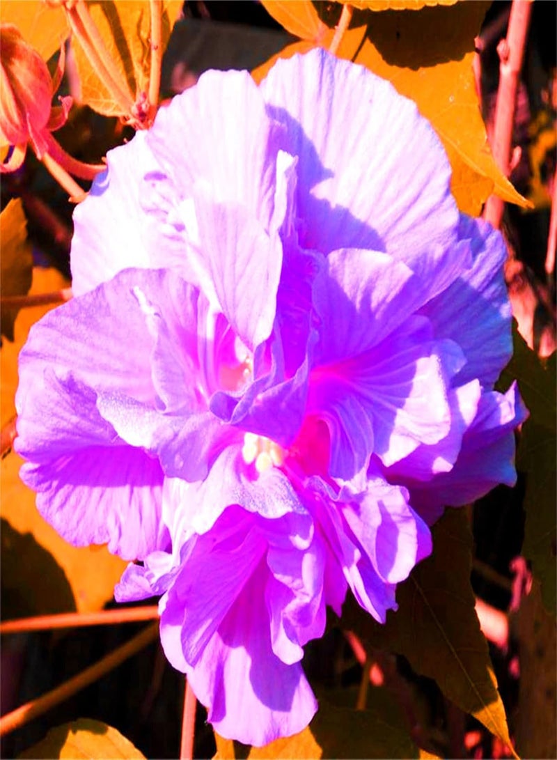 جي جوت بذور الكركديه للزراعة الآن، بذور زهور سهلة النمو، هدايا البستنة، مزيج بذور الزهور البرية للزراعة الآن - 1500 قطعة، ب