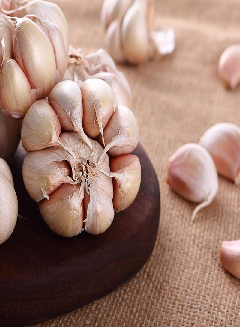 GGOOT 1 Bag Garlic Seeds Warm Nutritious Biennial Vegetable Natural Liliaceae Seeds Garden Garlic Seeds - Image 2