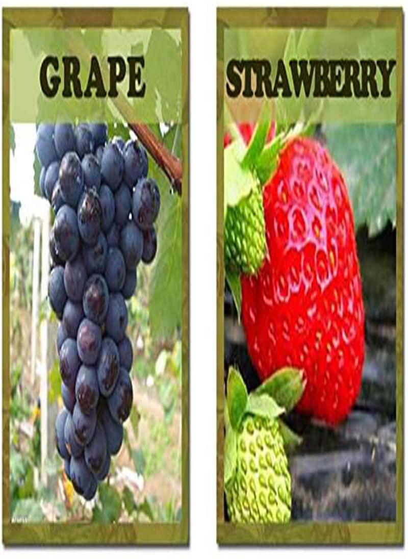10 Varieties 5430pcs Mixed Fruit Seeds Sweet Juicy Nutritious Strawberry Lemon G Pitaya Tree Seeds for Garden Planting Harvesting Fresh Fruits