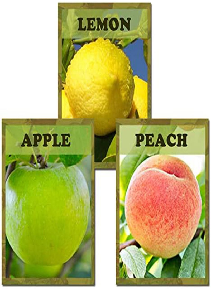 10 Varieties 5430pcs Mixed Fruit Seeds Sweet Juicy Nutritious Strawberry Lemon G Pitaya Tree Seeds for Garden Planting Harvesting Fresh Fruits