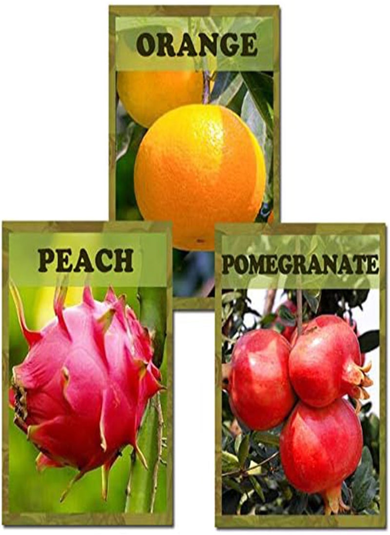 10 Varieties 5430pcs Mixed Fruit Seeds Sweet Juicy Nutritious Strawberry Lemon G Pitaya Tree Seeds for Garden Planting Harvesting Fresh Fruits