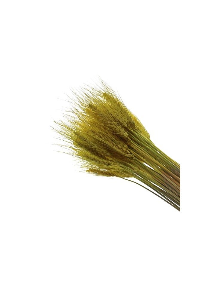 Dry Wheat Grass Bouquet Natural Dried Flowers (lemon ginger 50 - Image 2