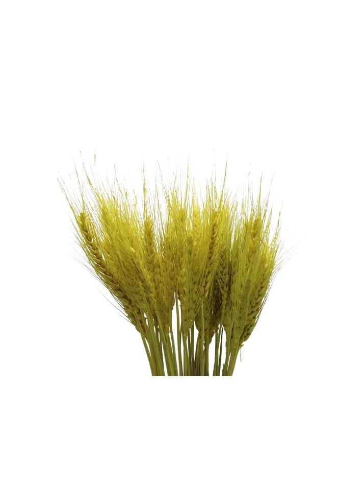 Dry Wheat Grass Bouquet Natural Dried Flowers (lemon ginger 50 - Image 3