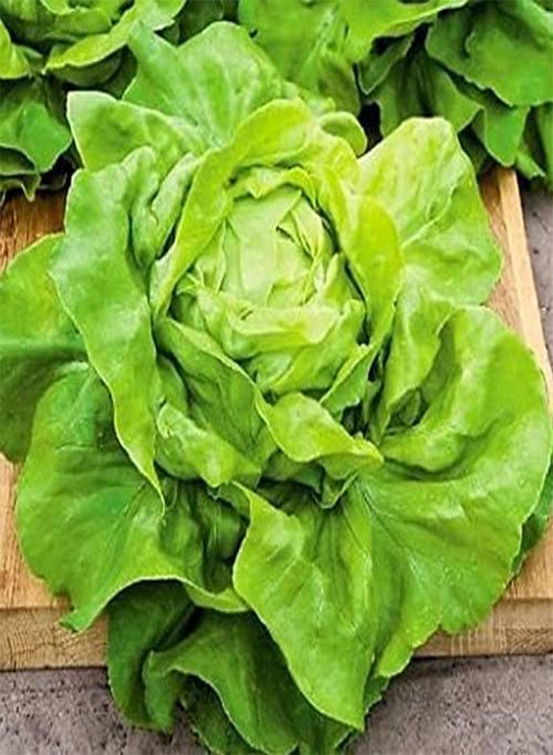 جي جوت 500 قطعة من بذور الخس، أوراق نباتية ناعمة خضراء فاتحة، بذور خضراوات طازجة حلوة وعصرية للزراعة، قدرة قوية على التكيف، نمو سريع - Image 2
