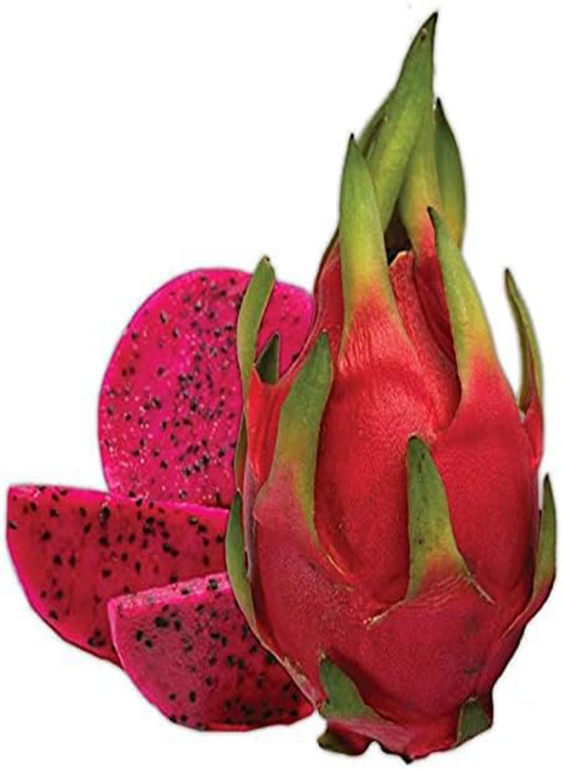 GGOOT Red Dwarf Dragon Fruit Seeds, Juicy and Delicious Fruits, Cactus Garden Plant Seeds by Heavy Torch (20 Seeds) - Image 1