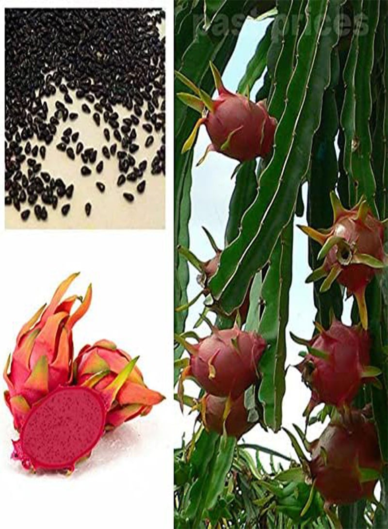 GGOOT Red Dwarf Dragon Fruit Seeds, Juicy and Delicious Fruits, Cactus Garden Plant Seeds by Heavy Torch (20 Seeds) - Image 4