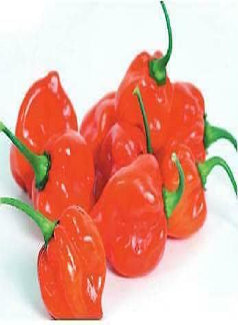 GGOOT 10 seeds of Scotch Bonnet Red (Chilli Pepper)