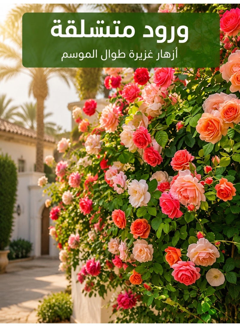 بذور ورد جوري متسلق ملون من جينيريك - نباتات زينة خارجية للحديقة والارتداد تزهر طوال العام - Image 1