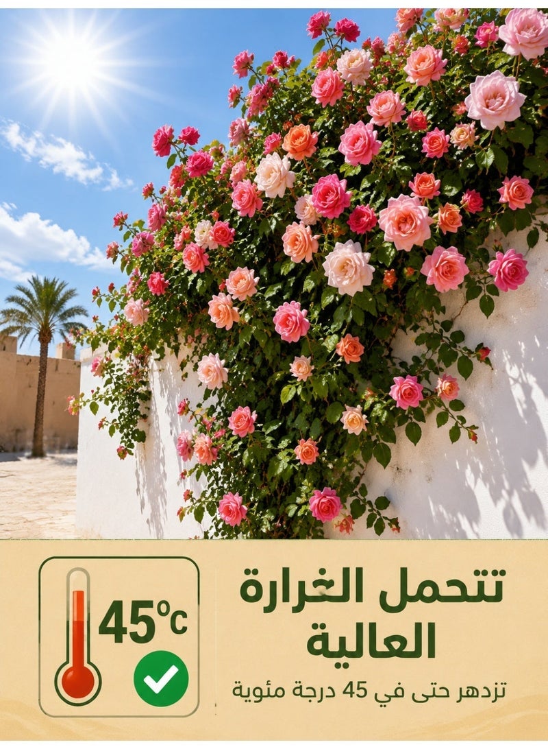 بذور ورد جوري متسلق ملون من جينيريك - نباتات زينة خارجية للحديقة والارتداد تزهر طوال العام - Image 4