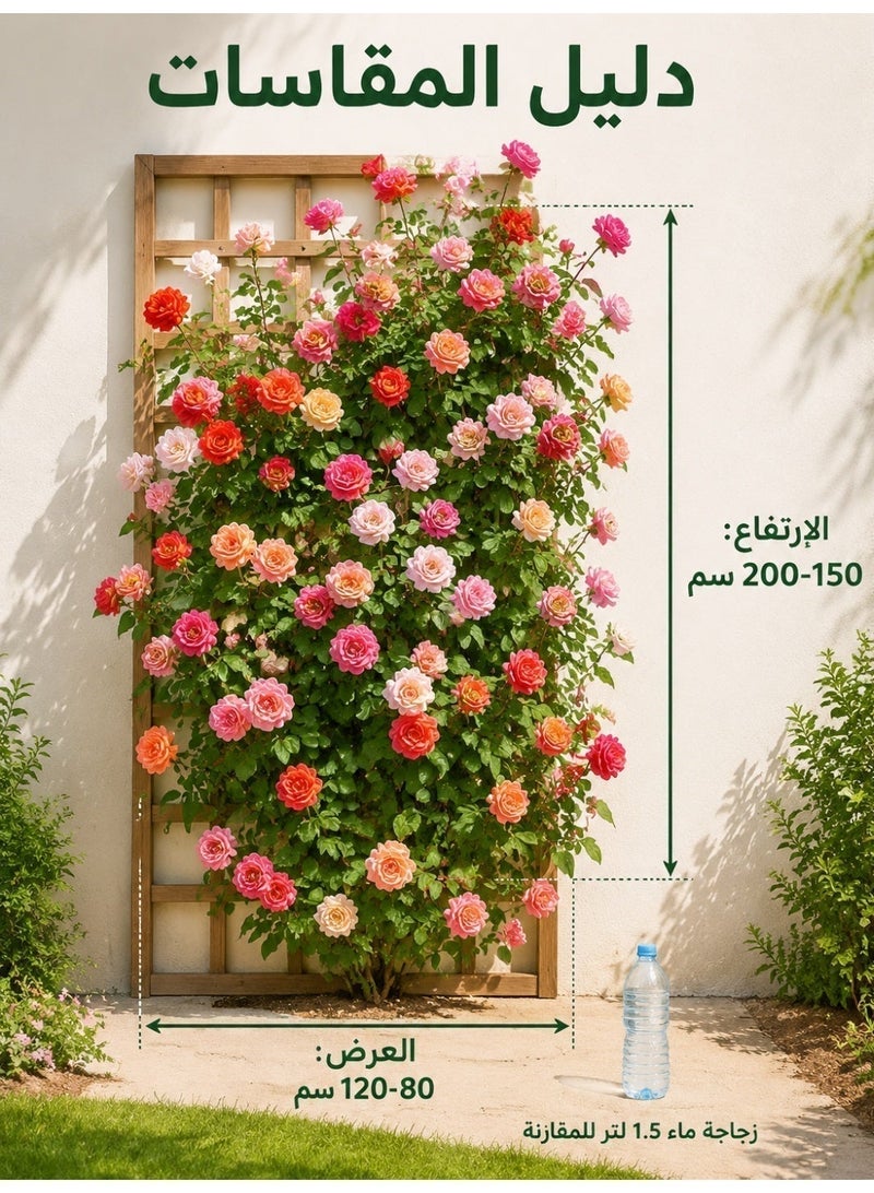 بذور ورد جوري متسلق ملون من جينيريك - نباتات زينة خارجية للحديقة والارتداد تزهر طوال العام - Image 5
