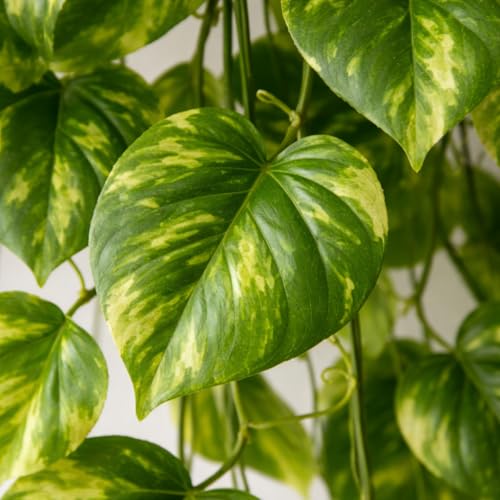 Akaar Polyester Artificial Plants Leaves Money Plant Greenery Hanging Vine Creeper Home Decor Door Wall Balcony Decoration Party Festival Craft (7.2Ft) - Pack Of 5 - Image 3