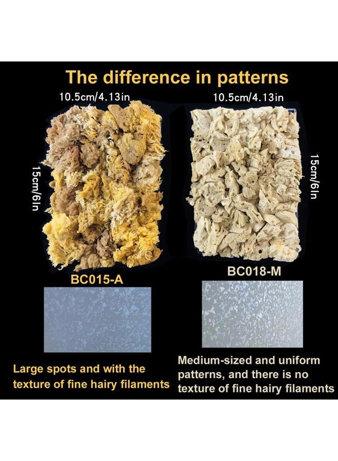 BANCOO Natural Sea Sponge Stippling Paddles for Wall Texture Painting - Reusable Texturing Tool Creates Intricate Patterns, Art Sponge Paddles for PRO & DIY Home Renovation Projects (BC018-M) - Image 2