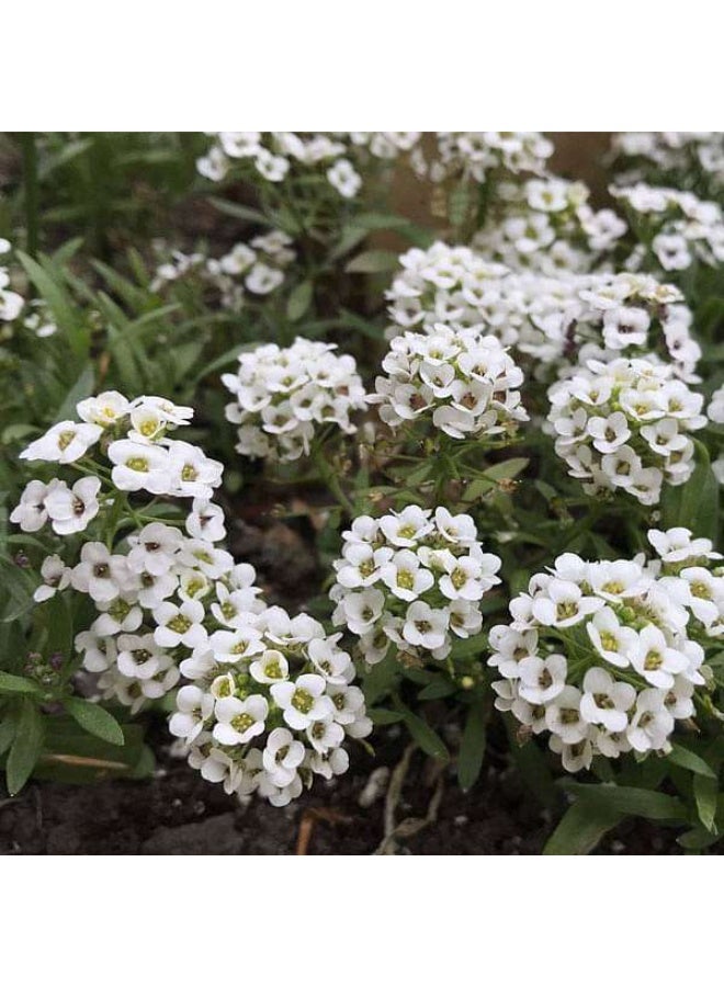 Alyssum Snow Carpet Flower Seeds