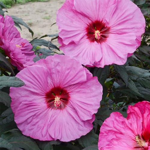 VISTATU 120+ PCS Mixed Giant Hibiscus Seeds for Planting Flowers Perennial Flower Outdoor Home Garden Flower - Image 4