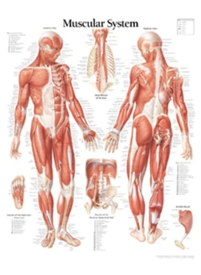 نظام العضلات مع ملصق ورقي لشخصية ذكر