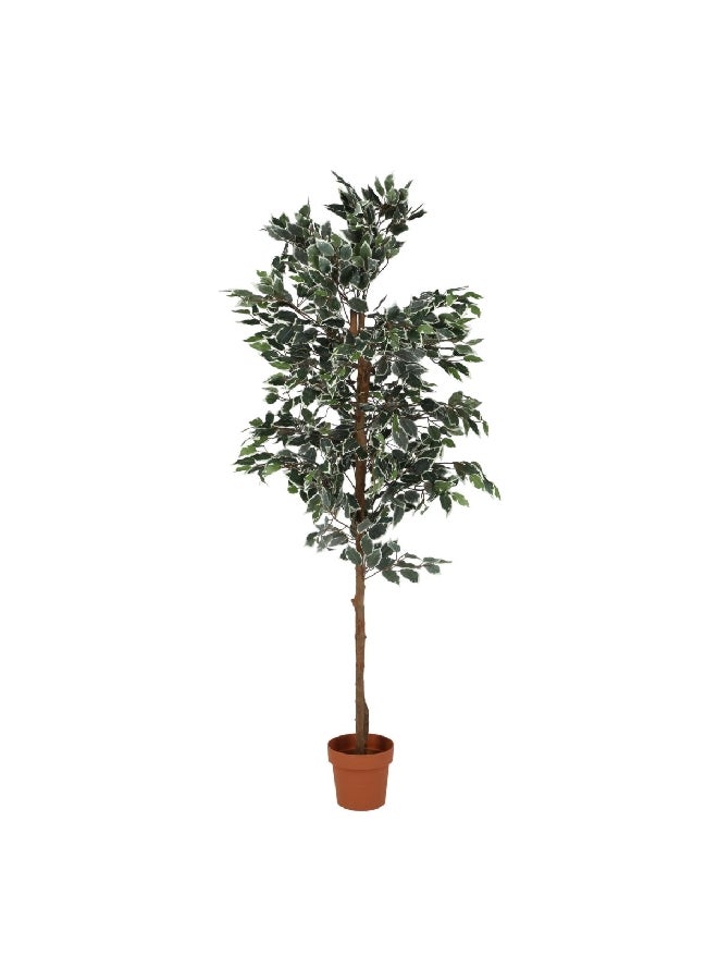 serene 894-Leaves Realistic Looking Artificial Ficus Tree with Sturdy Pot Green and Brown 180cm 19757 - Image 2