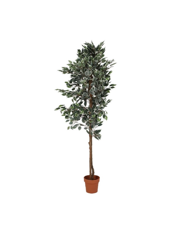 serene 894-Leaves Realistic Looking Artificial Ficus Tree with Sturdy Pot Green and Brown 180cm 19757 - Image 1