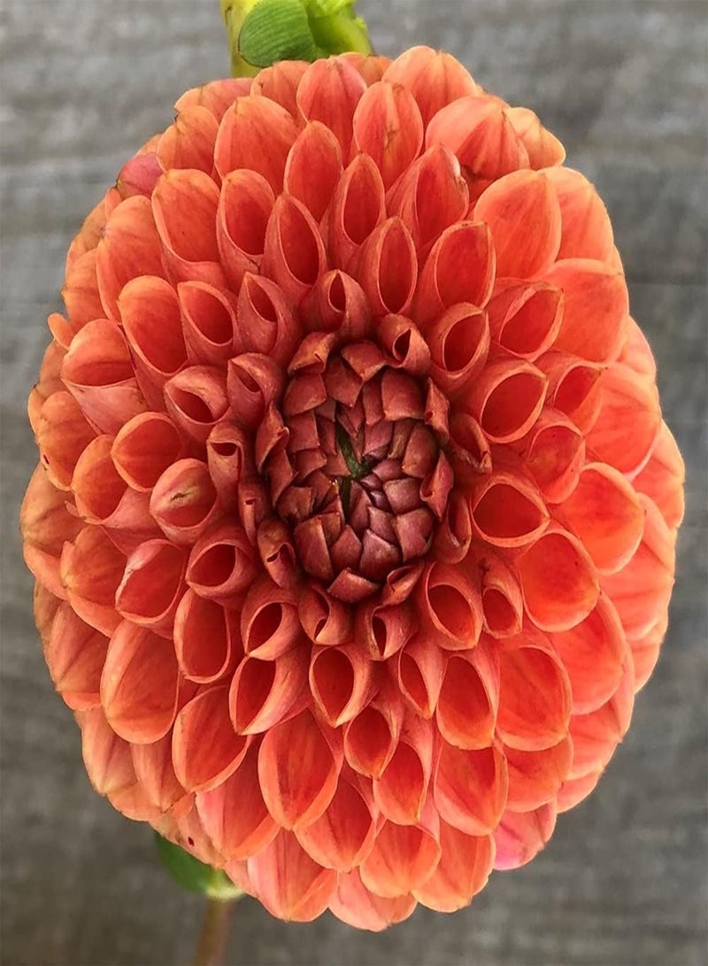 GGOOT 2pcs Oranje Dahlia Bollen Tuin Balkon Beplanting Straalt Charmante Geur uit Lange Bloeiperiode Weinig onderhoud Vrienden die willen planten - Image 2