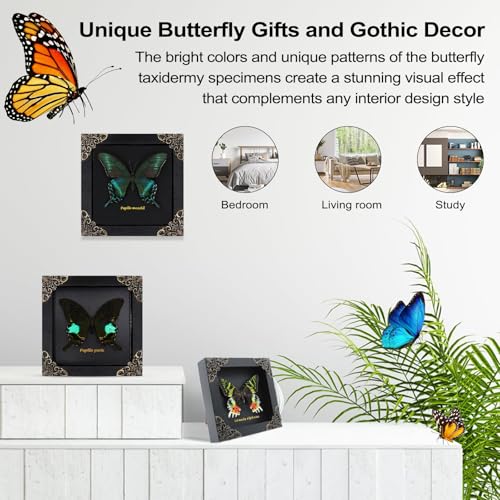 Agaoece Butterfly Framed Decoration Handmade Taxidermy Butterfly Shadow Box Collection Framed Butterfly for Oddities and Curiosities Gifts for Victorian Dark Academia Goth Wall Decor - Image 2