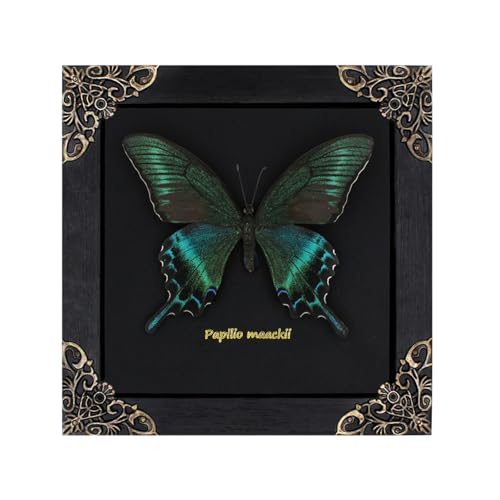 Agaoece Butterfly Framed Decoration Handmade Taxidermy Butterfly Shadow Box Collection Framed Butterfly for Oddities and Curiosities Gifts for Victorian Dark Academia Goth Wall Decor - Image 1