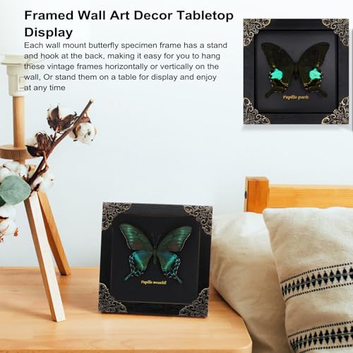 Agaoece Butterfly Framed Decoration Handmade Taxidermy Butterfly Shadow Box Collection Framed Butterfly for Oddities and Curiosities Gifts for Victorian Dark Academia Goth Wall Decor - Image 5