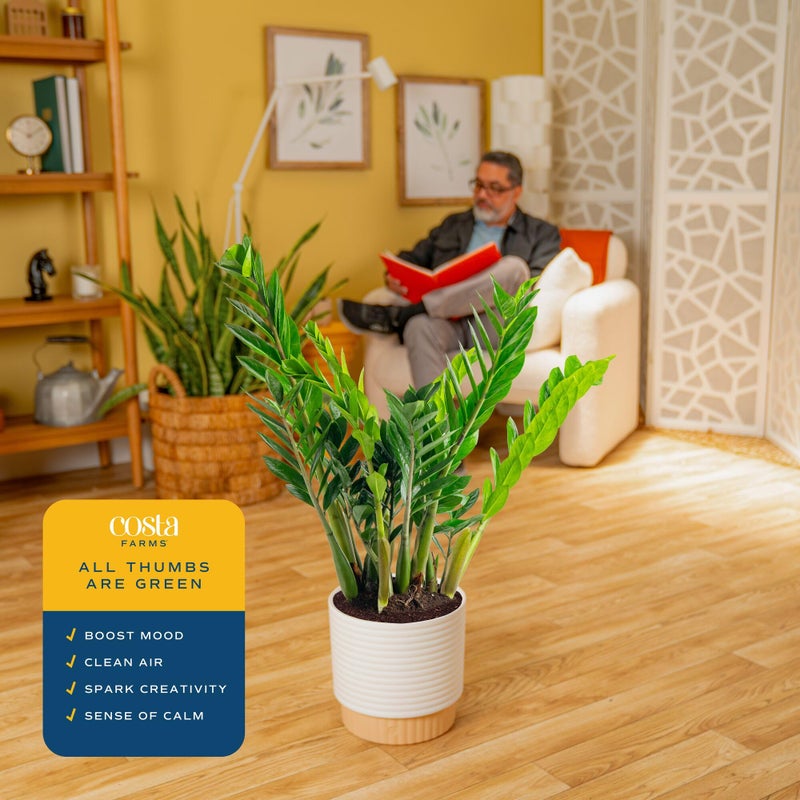 Costa Farms ZZ Live Plant in Decorative Pot, Easy to Maintain, Large Air Purifying Indoor Houseplant, Perfect for Home, Room, or Office Decor, Great House Warming or Birthday Gift, 2-3 Feet Tall - Image 5