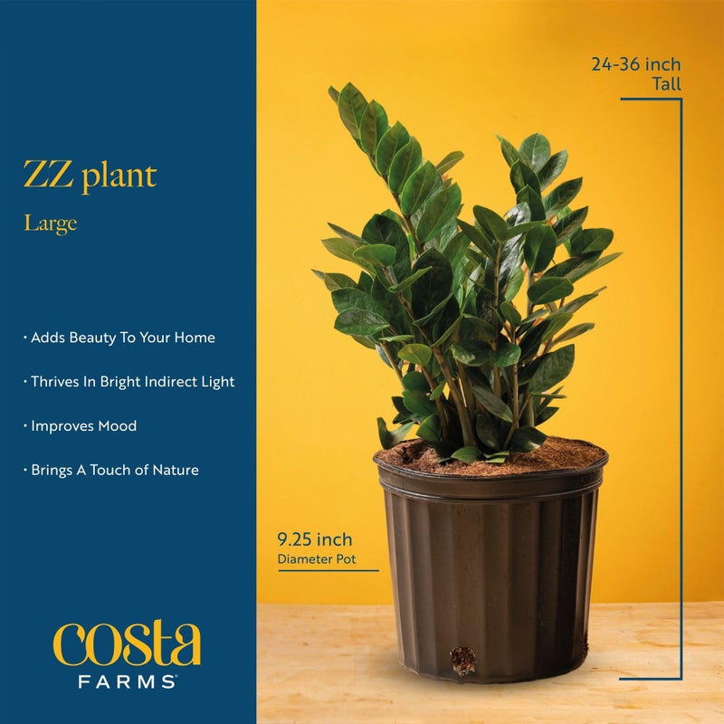 Costa Farms ZZ Live Plant in Decorative Pot, Easy to Maintain, Large Air Purifying Indoor Houseplant, Perfect for Home, Room, or Office Decor, Great House Warming or Birthday Gift, 2-3 Feet Tall - Image 4