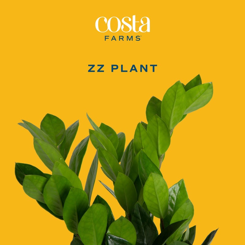 Costa Farms ZZ Live Plant in Decorative Pot, Easy to Maintain, Large Air Purifying Indoor Houseplant, Perfect for Home, Room, or Office Decor, Great House Warming or Birthday Gift, 2-3 Feet Tall - Image 3