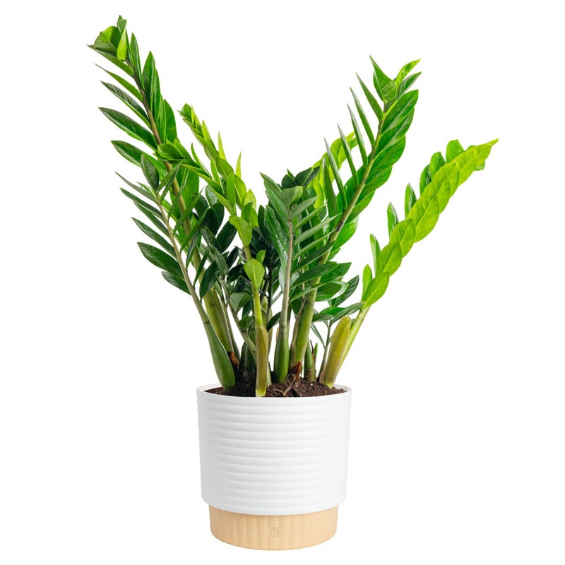 Costa Farms ZZ Live Plant in Decorative Pot, Easy to Maintain, Large Air Purifying Indoor Houseplant, Perfect for Home, Room, or Office Decor, Great House Warming or Birthday Gift, 2-3 Feet Tall - Image 1