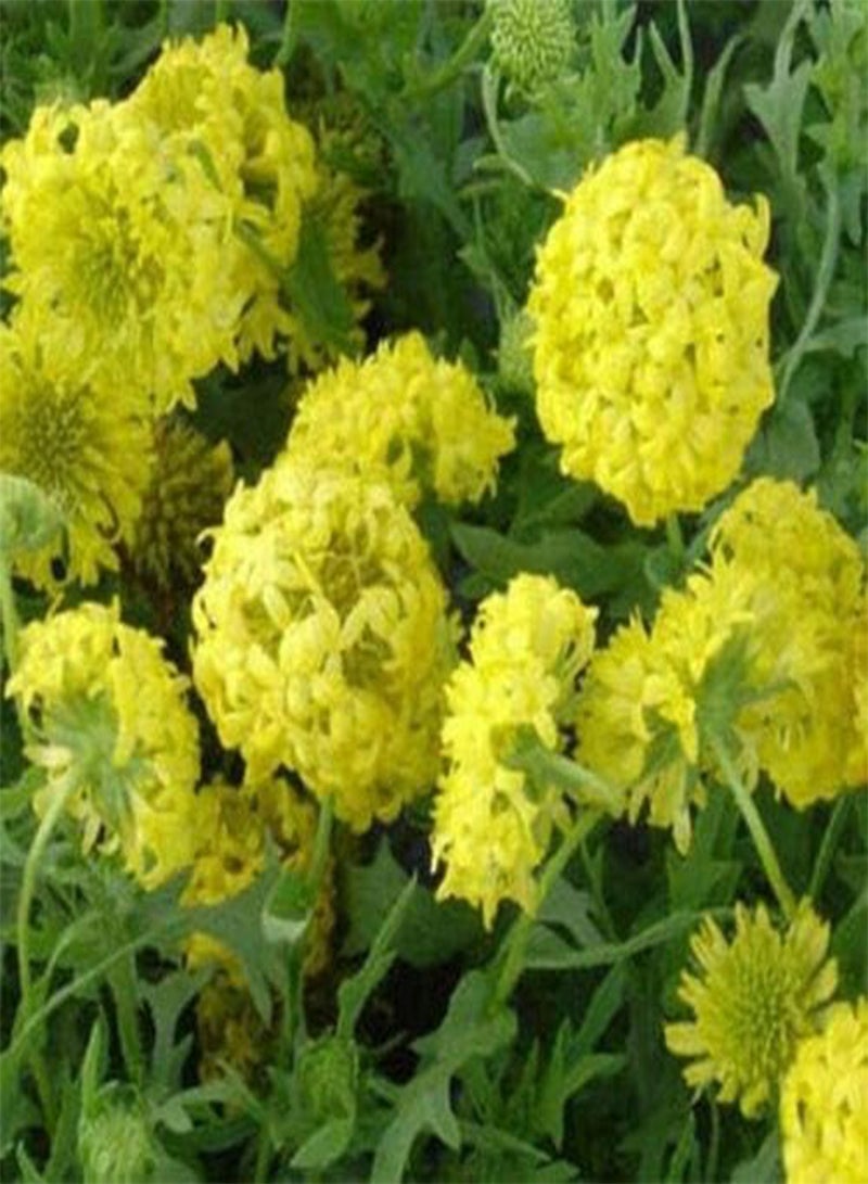 GGOOT Gaillardia Pulchellla- Blanket Flower- Sundance- Yellow- 50 Seeds- - Image 1